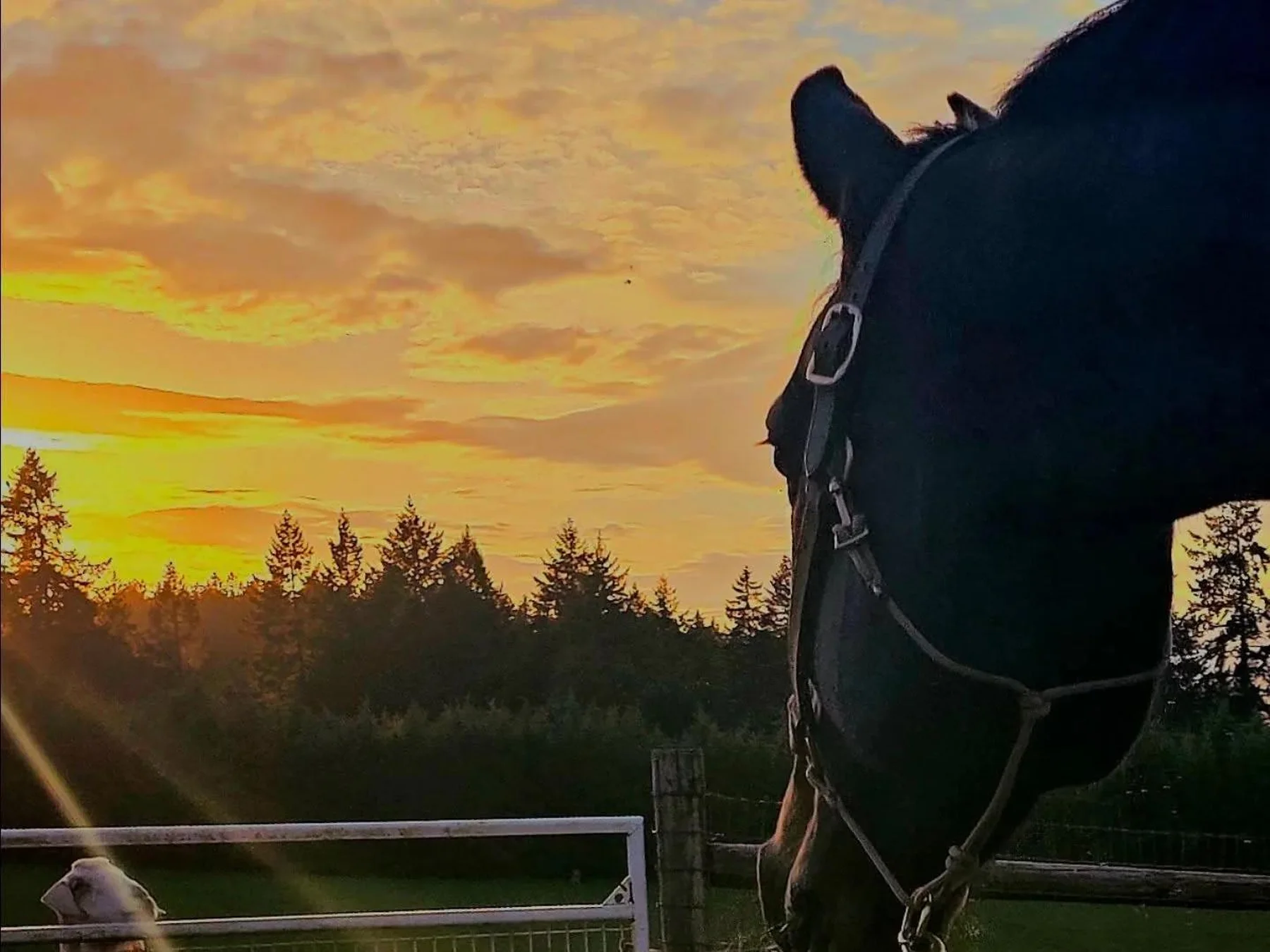 A dark horse in a halter at golden hour, with the Bay Light Farm treeline and pasture behind