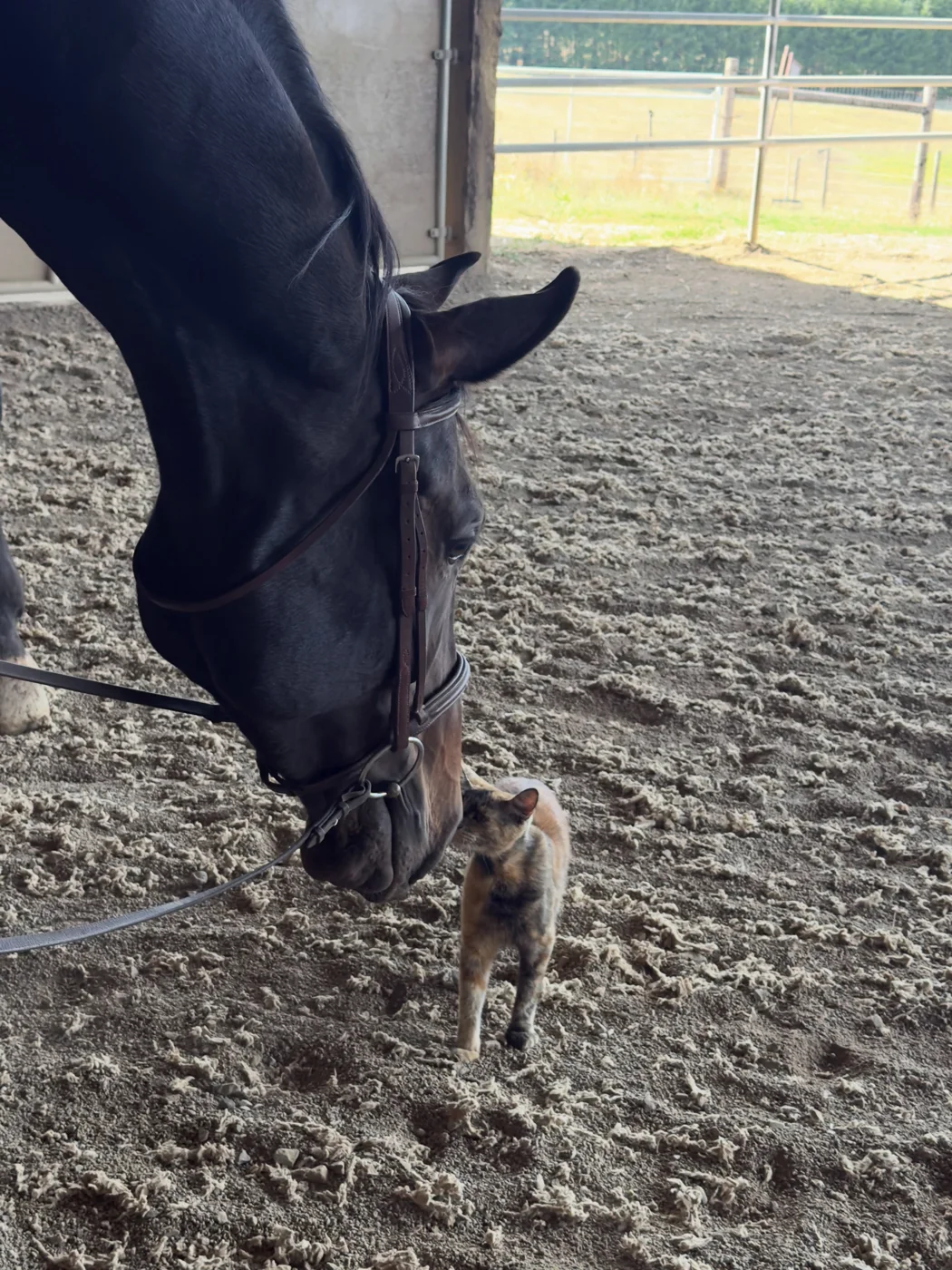 A dark horse in the arena nuzzling the barn cat