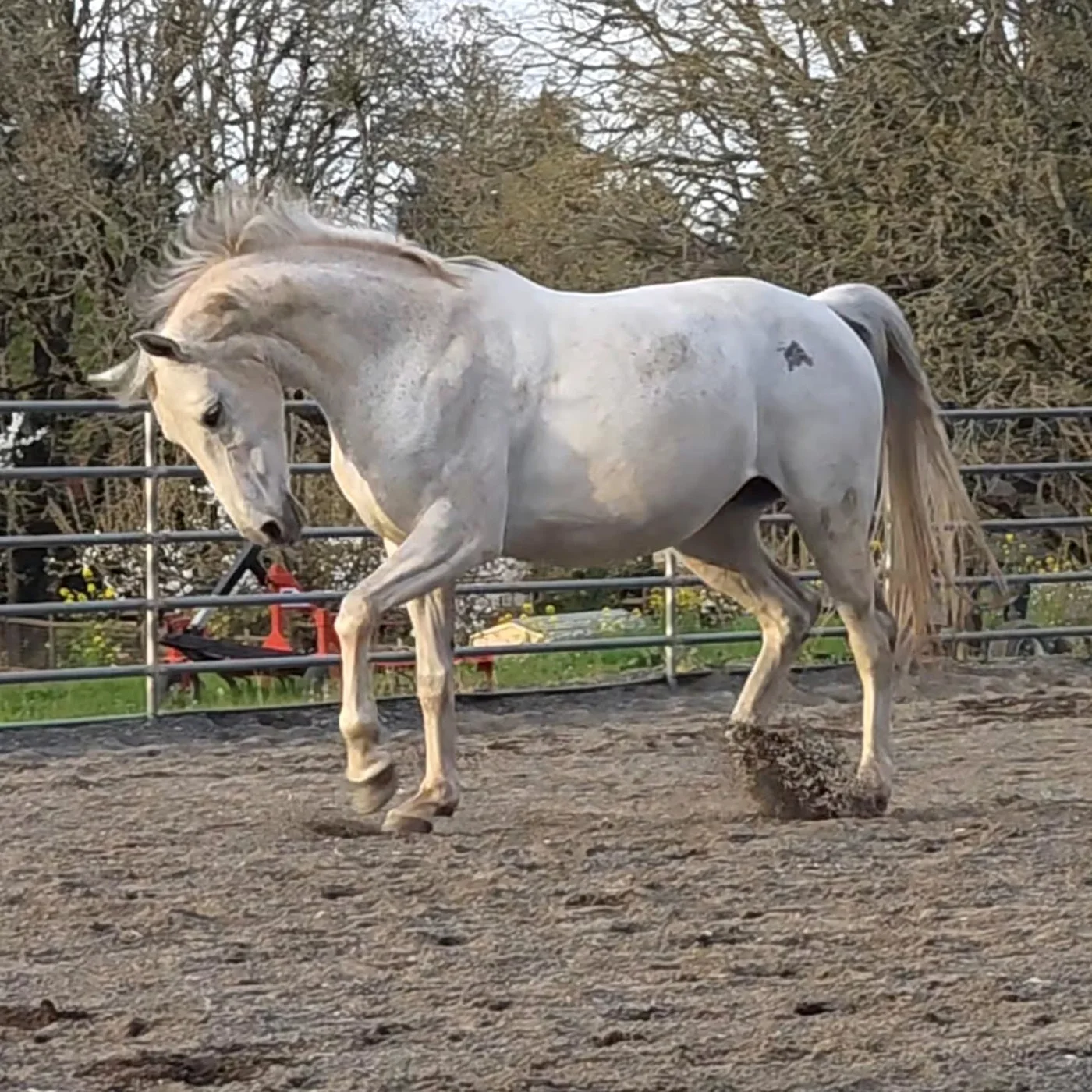 A grey horse trotting through the arena