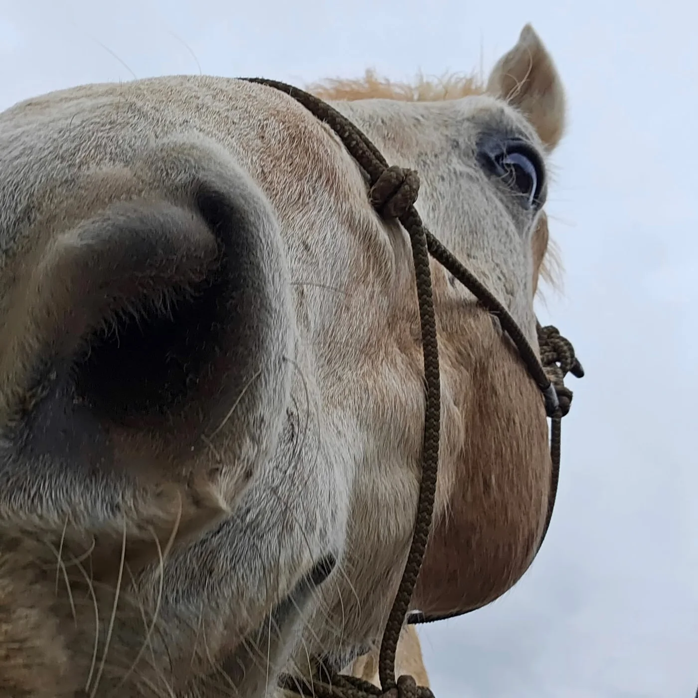 Close-up of a palomino horse in a rope halter