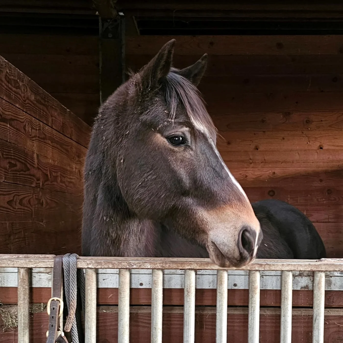 A bay horse looking over its stall door