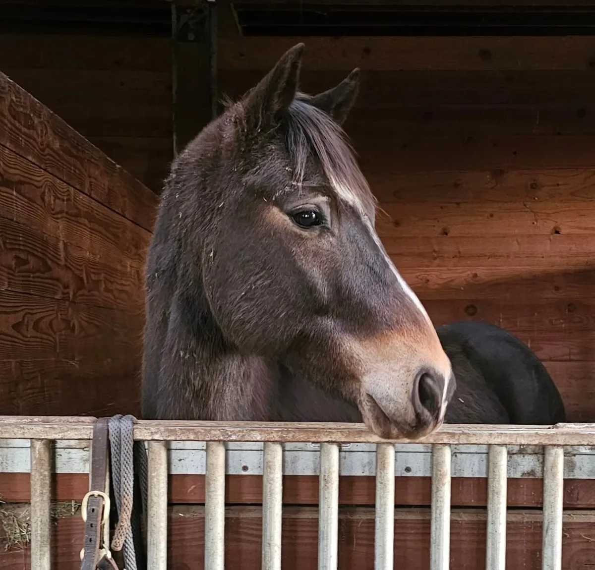 A bay horse looking out over its stall door at Bay Light Farm